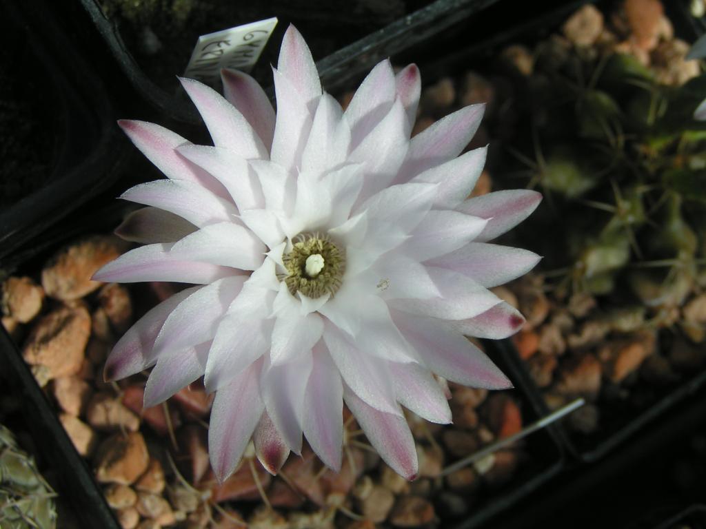 Gymnocalycium damsii v. rotundulum